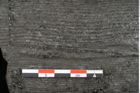 Foto (Detailansicht) von Calamites communis Ettingshausen (NHMW-GEO-2024-0188-10969)